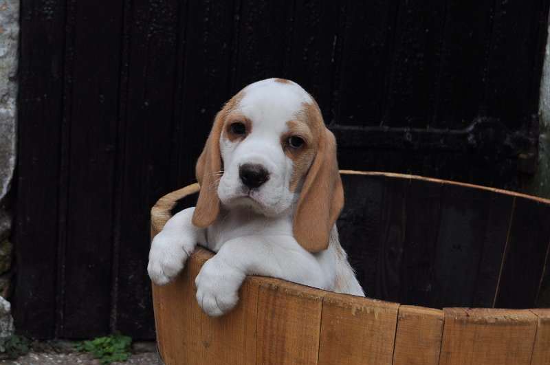 Afb_20160916_35671 Charlie.JPG
